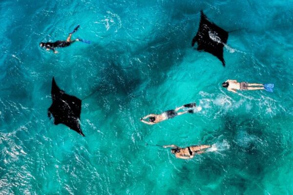 Encounter the majestic manta rays in their natural habitat.