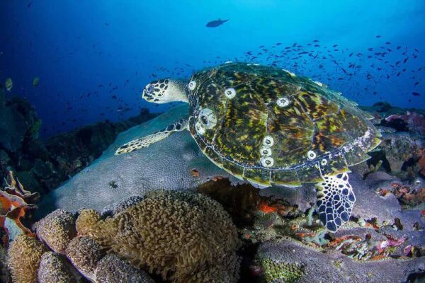 Swim in crystal-clear waters and marvel at the colorful coral reefs.